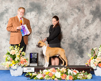 American Staffordshire Terrier #9 Fri WD Maj