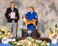 Basenji #26 Fri BOB
