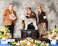 Bedlington Terrier #10 Fri BOB