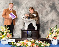 Bedlington Terrier #6 Fri WB Maj