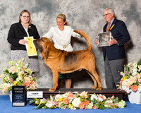 Bloodhound #7 Fri G3