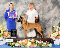 Belgian Malinois #10 Fri WB NC Maj
