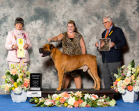 Boerboel #5 Fri G3