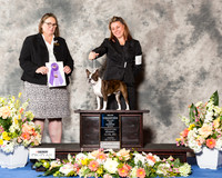 Boston Terrier #18 Fri WB NC Maj