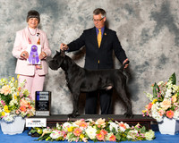 Cane Corso #15 Fri WD