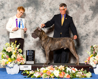 Cane Corso #17 Thr BOW NC Maj RESHOOT