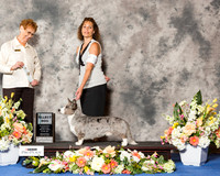 Cardigan Welsh Corgi #19 Wed SD RESHOOT