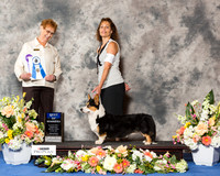 Cardigan Welsh Corgi #21 Wed BOW WD RESHOOT