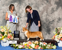 Cardigan Welsh Corgi #30 Fri BOW