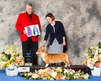 Cardigan Welsh Corgi #30 Fri BOW Maj