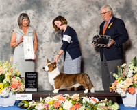 Cardigan Welsh Corgi #5 Fri G4