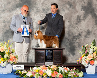 Cavalier King Charles Spaniel #15 Fri BOW NC Maj