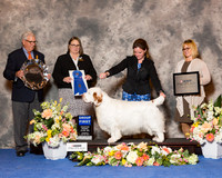 Clumber Spaniel #9 Thr G1