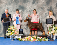 Doberman Pinscher #17 Fri G1