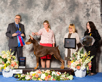 Doberman Pinscher #17 Fri RBiS