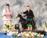 Doberman Pinscher #40 Fri BOS Maj