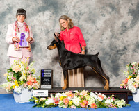 Doberman Pinscher #52 Fri WB