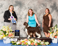 English Springer Spaniel #7 Fri BOW