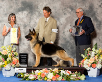 German Shepherd Dog #14 Fri G3