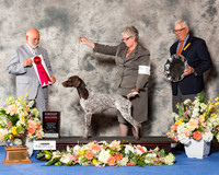 German Shorthaired Pointer #12 Fri G2