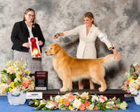 Golden Retriever #21 Thr G2