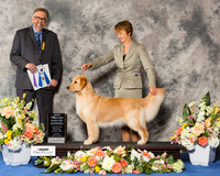 Golden Retriever #32 Fri BOW NC