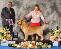 Golden Retriever #37 Fri WD