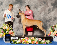 Great Dane #? Fri BOW