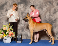 Great Dane #17 Fri SD