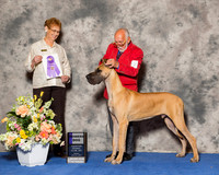 Great Dane #27 Fri WD