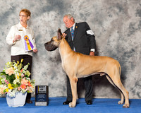 Great Dane #5 Fri BOB