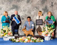 Norfolk Terrier #6 Fri G1