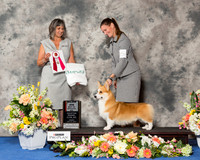 Pembroke Welsh Corgi #15 Fri BOS Maj