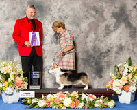Pembroke Welsh Corgi #19 Fri WD