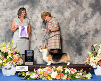Pembroke Welsh Corgi #24 Fri WB