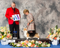 Pembroke Welsh Corgi #24 Thr BOW RESHOOT