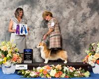 Pembroke Welsh Corgi #5 Fri BOW
