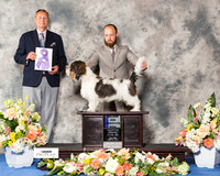 Petit Basset Griffon Vendeen #11 Fri WD Maj
