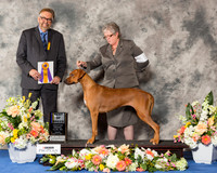 Rhodesian Ridgeback #10 Fri BOB