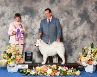 Samoyed #6 Fri WB