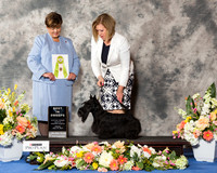 Scottish Terrier #31 Fri BiSS