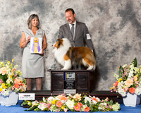 Shetland Sheepdog #11 Fri BOB