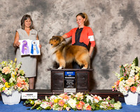 Shetland Sheepdog #19 Fri BOW