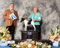 Smooth Fox Terrier #11 Fri BOW Maj