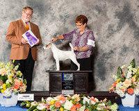 Smooth Fox Terrier #24 Fri WB Maj