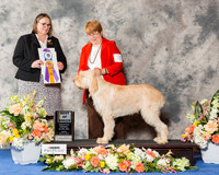Spinone Italiano #7 Fri BOB