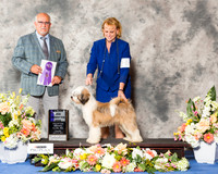 Tibetan Terrier #17 Fri WD Maj