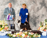 Tibetan Terrier #8 Fri BOW Maj