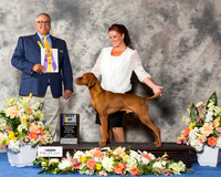Vizsla #41 Fri BOB