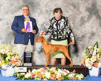 Vizsla #6 Fri WB